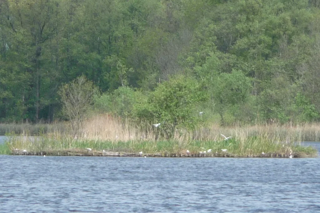 Achterbosroute: riet en open water bij het vogeleiland in de Vinkeveense Plassen