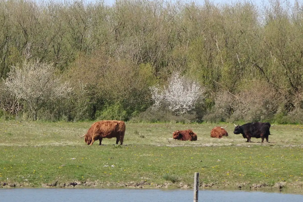 Bentwoud wandelen: een pad door het jonge bos tussen Zoetermeer en Benthuizen