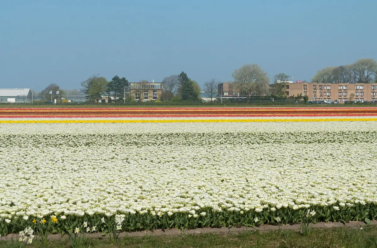 Bollenroute Lisse: fietsen langs een bloeiend tulpenveld in de Bollenstreek bij Lisse