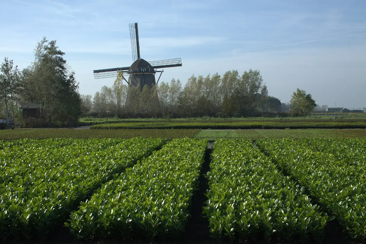 Wandelen Hazerswoude: de Rietveldse Molen in het buurtschap Rietveld, langs de Rietveldroute