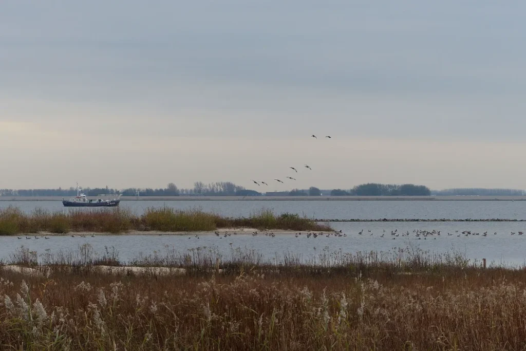 Quackstrand: het natuurgebied Quackgors bij Hellevoetsluis, langs het Quackpad
