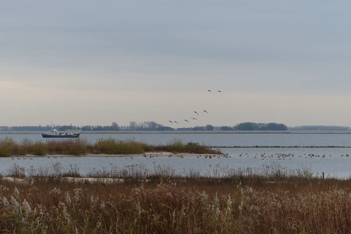 Quackstrand: het natuurgebied Quackgors bij Hellevoetsluis, langs het Quackpad