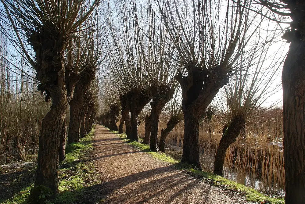 Wandelen in de Rhoonse Grienden: wandelpad door het griendbos langs de Oude Maas