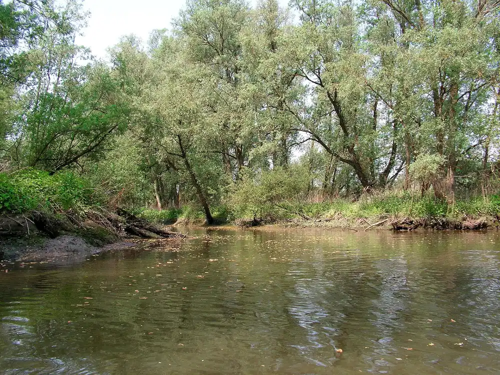 Wandelroutes Biesbosch: kreek en wilgenvloedbos in Nationaal Park De Biesbosch